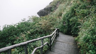 Jiangxi, Çin 'deki Wugong Dağında (Wugongshan) ağaçların arasındaki patika