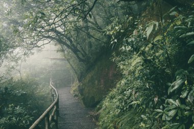 Jiangxi, Çin 'deki Wugong Dağı' nda (Wugongshan) sisle kaplı bir orman.