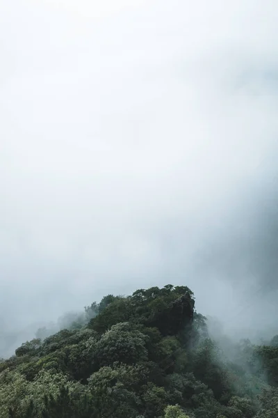 Δέντρα Καλυμμένα Ομίχλη Στο Βουνό Wugong Wugongshan Στο Jiangxi Κίνα — Φωτογραφία Αρχείου