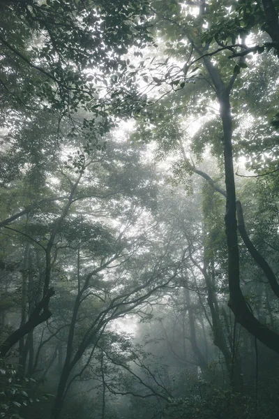 Woods Covered Fog Wugong Mountain Wugongshan Jiangxi China — Stock fotografie