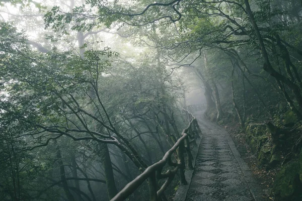 Woods Covered Fog Wugong Mountain Wugongshan Jiangxi China — Stock fotografie