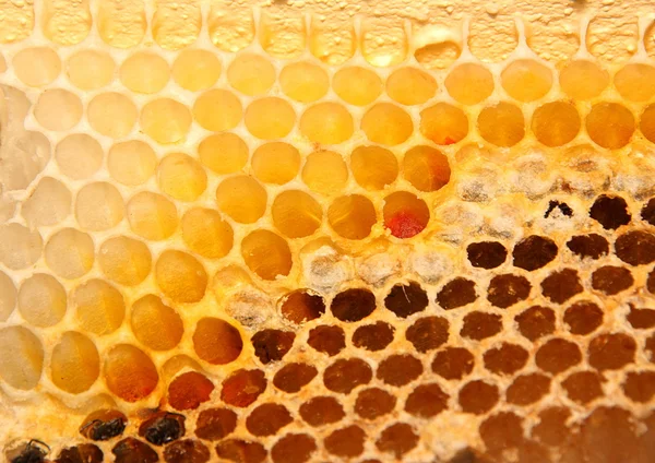 Imagem de perto da colmeia de abelhas — Fotografia de Stock
