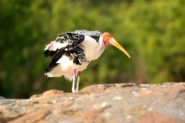 岩の上に立っている間に塗装されたコウノトリをプレイング きれいな緑の背景に対して撮影 — ストック写真