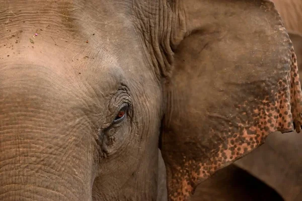 Color Image Closeup Portrait Indian Elephant Face — Stock Photo, Image
