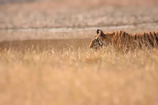 Foto Einer Tigerin Auf Augenhöhe Während Sie Die Graslandschaften Des lizenzfreie Stockbilder