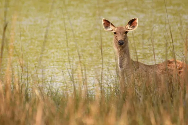 Ciervo Hembra Sambar Alertado Escondido Detrás Arbustos Hierba Sobre Hermoso —  Fotos de Stock