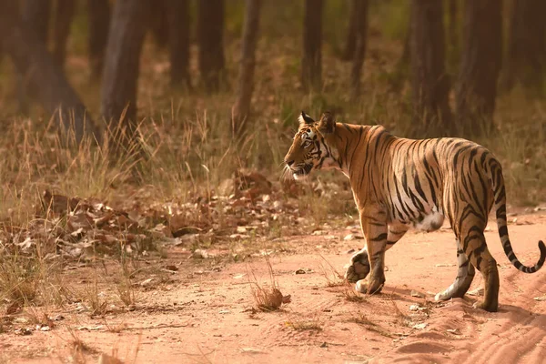 Fotografia Tigre Mentre Era Mattino Passeggia Parco Nazionale Bandhavgarh — Foto Stock