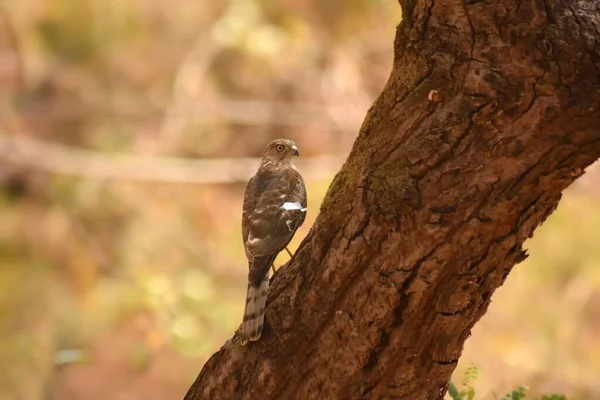 Besra Vogel Ruht Auf Baumstamm Vor Sauberem Grünen Hintergrund Bandhavgarh — Stockfoto