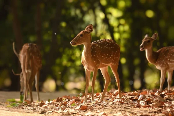 Wild Female Spotted Deers Standing Forest Bandhavgarh National Park Golden — Stock Photo, Image