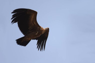 Bandhavgarh Ulusal Parkı 'nda uçan Hintli akbaba 