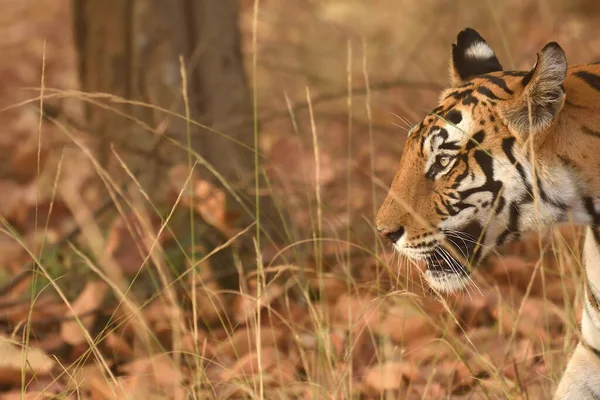 Vista Lateral Retrato Tigre Bengala Real Bandharh National Park — Fotografia de Stock