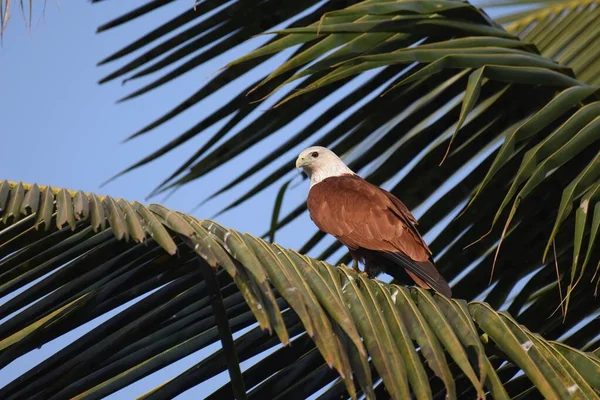 Brahminy Drachen Ruht Auf Kokospalmen Rande Von Bangalore — Stockfoto