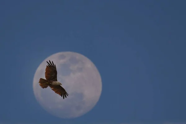 Brahminy Kite bird flying in the sky just in front of Big Moon