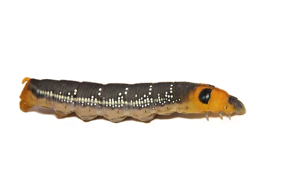 Oleandro Hawk Caterpillar — Fotografia de Stock