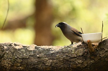 Gri Treepie Sattal, Uttarakhand, Hindistan 'da Yosun Dalında Tuğla Yiyen Tohumlar