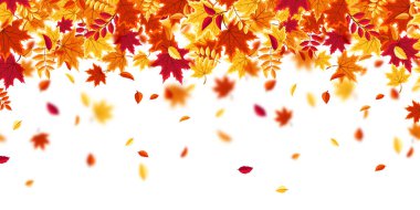 Sonbahar yaprakları dökülüyor. Kırmızı, turuncu, sarı yapraklı doğa. Uçan yaprak. Sezon indirimi. Vektör illüstrasyonu.