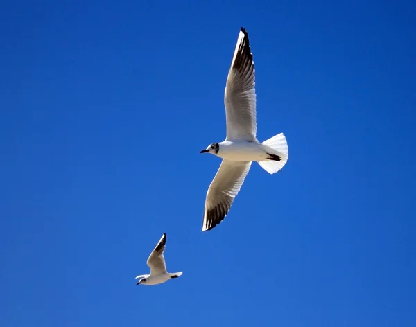 Two seagulls flying against the blue sky — Stock Photo, Image
