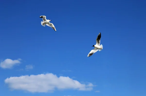 Two seagulls on a background of blue sky and small cloud — Stock Photo, Image