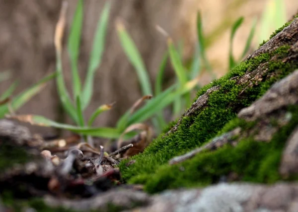Ağaç kabuğunda yosun — Stok fotoğraf