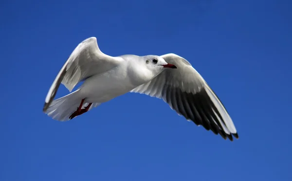 Seagull flying against the blue sky — Stock Photo, Image