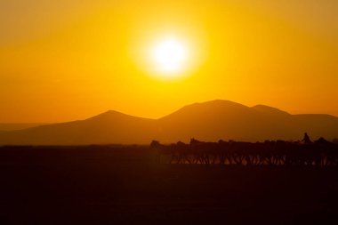 Gün batımında koşan vahşi atlar / Kayseri - Türkiye