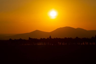 Gün batımında koşan vahşi atlar / Kayseri - Türkiye