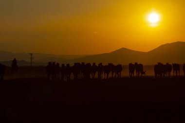 Gün batımında koşan vahşi atlar / Kayseri - Türkiye