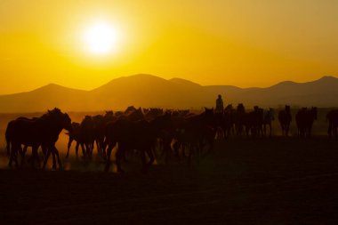 Gün batımında koşan vahşi atlar / Kayseri - Türkiye