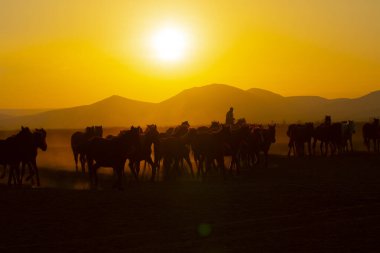 Gün batımında koşan vahşi atlar / Kayseri - Türkiye