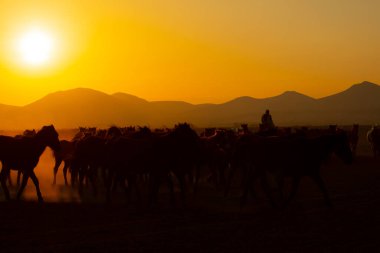 Gün batımında koşan vahşi atlar / Kayseri - Türkiye