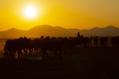 Gün batımında koşan vahşi atlar / Kayseri - Türkiye