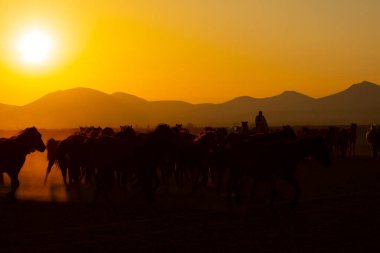 Gün batımında koşan vahşi atlar / Kayseri - Türkiye