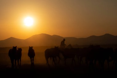 Gün batımında koşan vahşi atlar / Kayseri - Türkiye