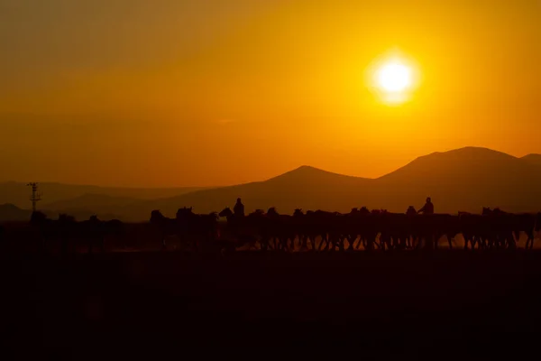 Chevaux Sauvages Courant Coucher Soleil Kayseri Turquie — Photo