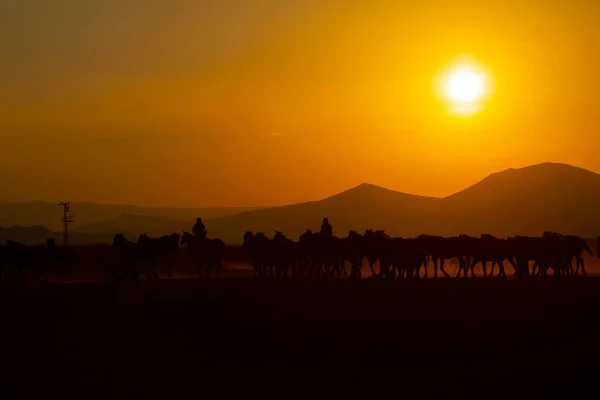 Gün Batımında Koşan Vahşi Atlar Kayseri Türkiye — Stok fotoğraf