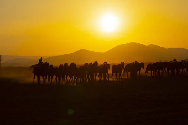 Gün Batımında Koşan Vahşi Atlar Kayseri Türkiye — Stok fotoğraf