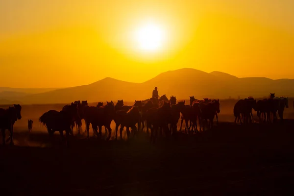 Cavalli Selvatici Che Corrono Tramonto Kayseri Turchia — Foto Stock
