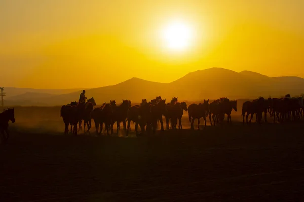 Cavalli Selvatici Che Corrono Tramonto Kayseri Turchia — Foto Stock