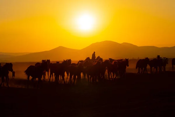 Gün Batımında Koşan Vahşi Atlar Kayseri Türkiye — Stok fotoğraf