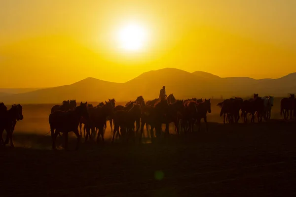 Gün Batımında Koşan Vahşi Atlar Kayseri Türkiye — Stok fotoğraf
