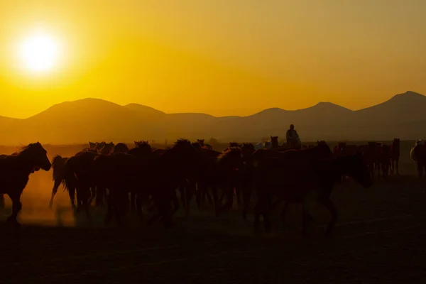 Gün Batımında Koşan Vahşi Atlar Kayseri Türkiye — Stok fotoğraf