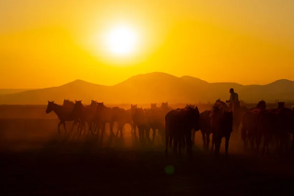 Wild Horses Running Sunset Kayseri Turkey — Stock Photo, Image
