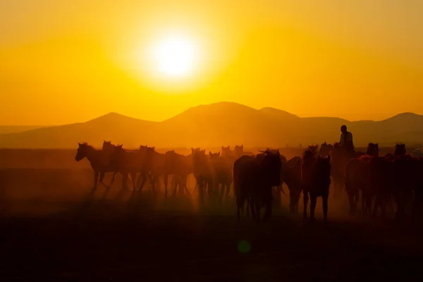 Дикі Коні Бігають Заході Сонця Кайсері Туреччина — стокове фото