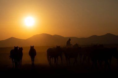 Gün batımında koşan vahşi atlar / Kayseri - Türkiye