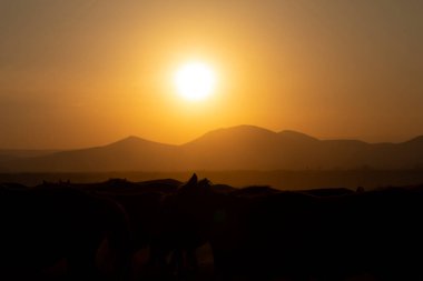 Gün batımında koşan vahşi atlar / Kayseri - Türkiye