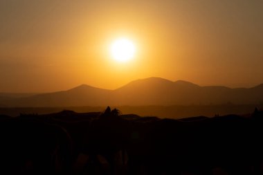 Gün batımında koşan vahşi atlar / Kayseri - Türkiye