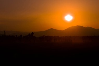 Gün batımında koşan vahşi atlar / Kayseri - Türkiye