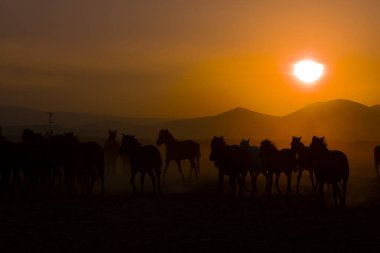 Gün batımında koşan vahşi atlar / Kayseri - Türkiye