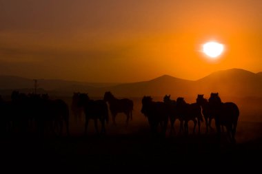 Gün batımında koşan vahşi atlar / Kayseri - Türkiye