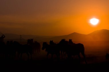 Gün batımında koşan vahşi atlar / Kayseri - Türkiye